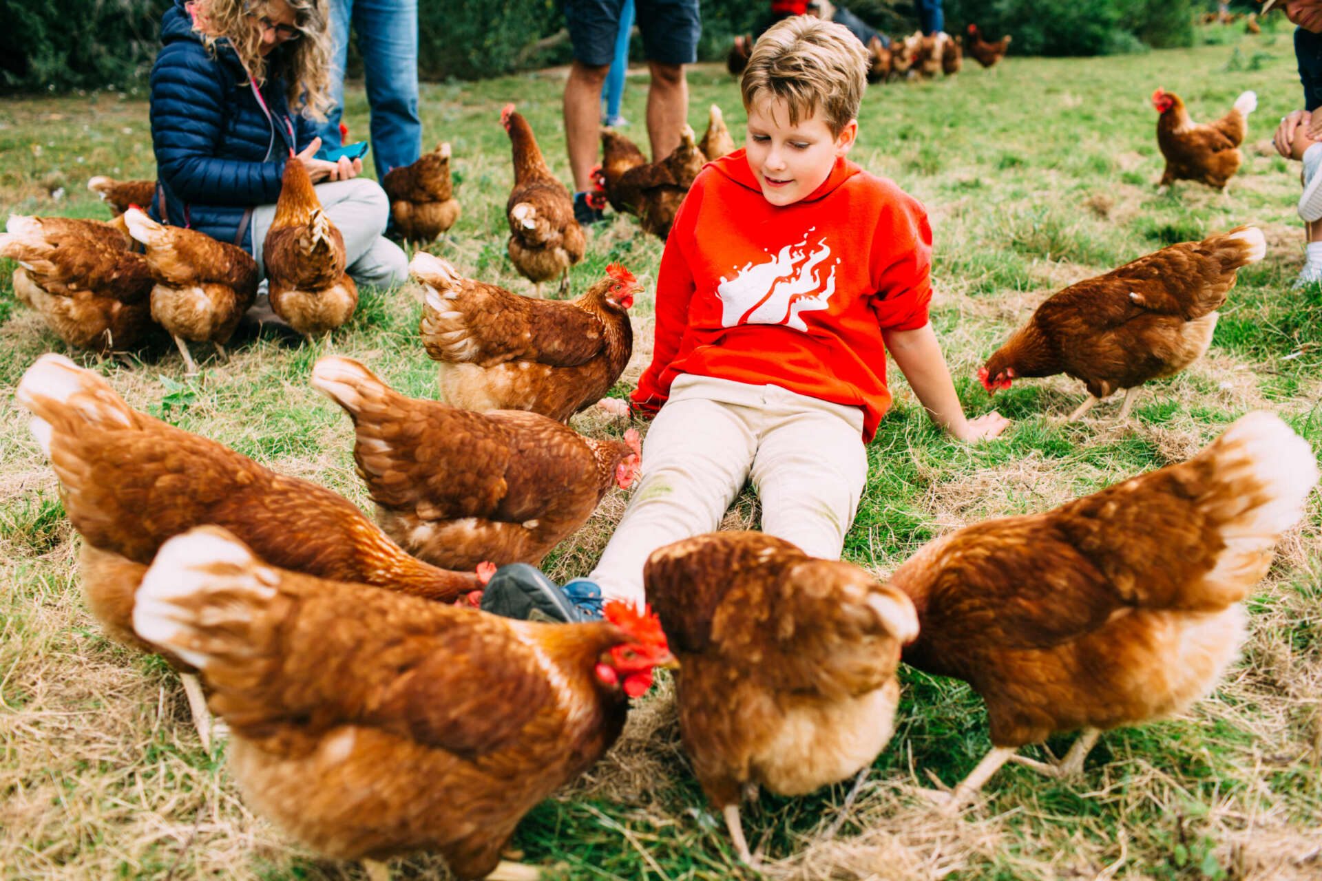 Pick Your Own Pullet Eggs - The Macs Farm